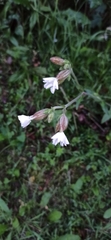 Silene latifolia