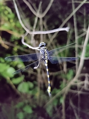 Ictinogomphus rapax