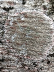 Fungi