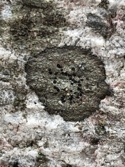 Fungi