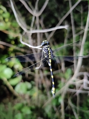 Ictinogomphus rapax