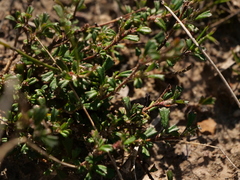 Xanthosia tridentata