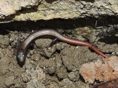 Riopa albopunctata