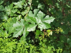 Ampelopsis aconitifolia