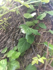 Hedera pastuchovii
