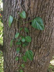 Hedera pastuchovii