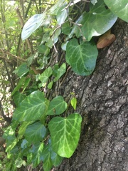 Hedera pastuchovii