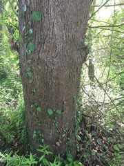 Hedera pastuchovii
