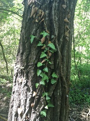 Hedera pastuchovii