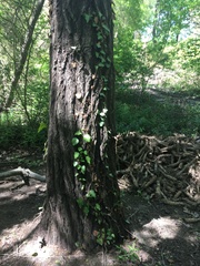 Hedera pastuchovii