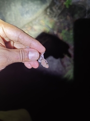 Hemidactylus whitakeri