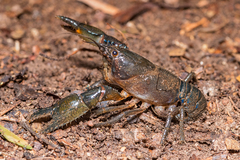 Euastacus setosus