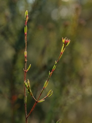 Darwinia biflora