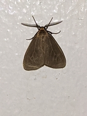 Pagara simplex