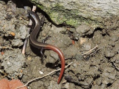 Riopa albopunctata