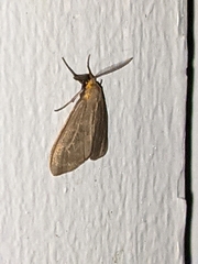 Pagara simplex