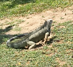 Iguana iguana