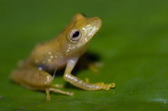 Pristimantis caryophyllaceus