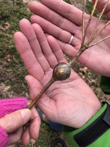 Goldenrod Gall Fly