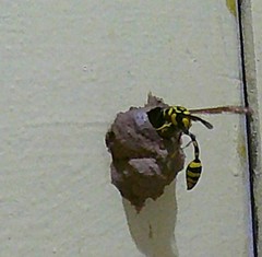 Phimenes flavopictus flavopictus