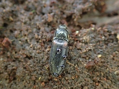 Calambus bipustulatus