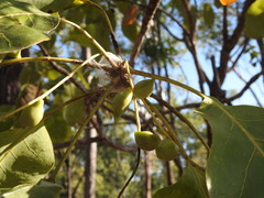 Terminalia ferdinandiana