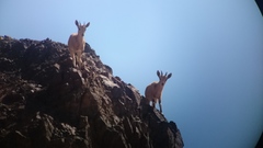 Capra nubiana