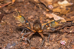 Euastacus setosus