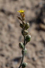 Bulbine alata