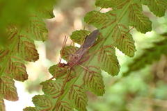 Epidaus sexspinus