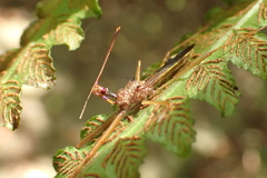 Epidaus sexspinus
