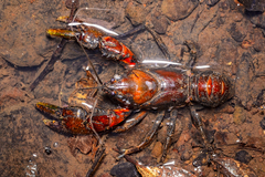 Euastacus urospinosus