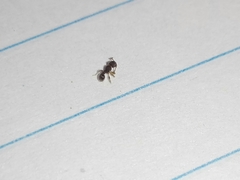 Tetramorium walshi