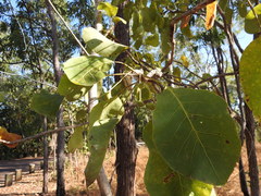 Terminalia ferdinandiana