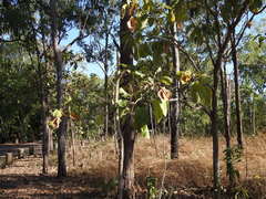 Terminalia ferdinandiana