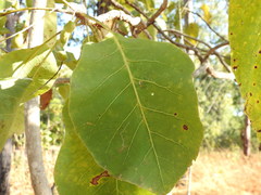 Terminalia ferdinandiana