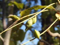 Terminalia ferdinandiana