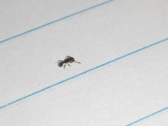 Tetramorium walshi