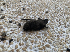 Pipistrellus abramus