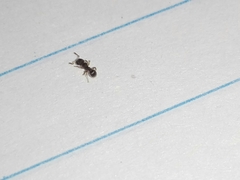 Tetramorium walshi