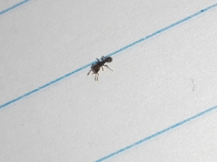 Tetramorium walshi