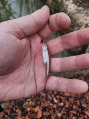 Lythrurus umbratilis