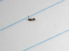 Tetramorium walshi