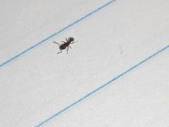 Tetramorium walshi