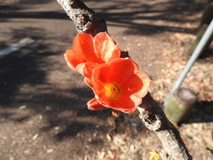 Brachychiton