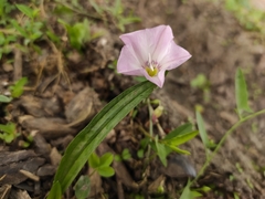 Convolvulus arvensis