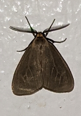 Pagara simplex