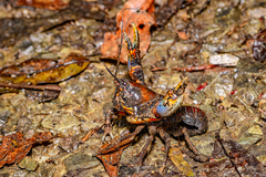 Euastacus urospinosus