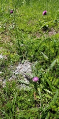 Carduus defloratus defloratus