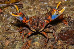 Euastacus urospinosus